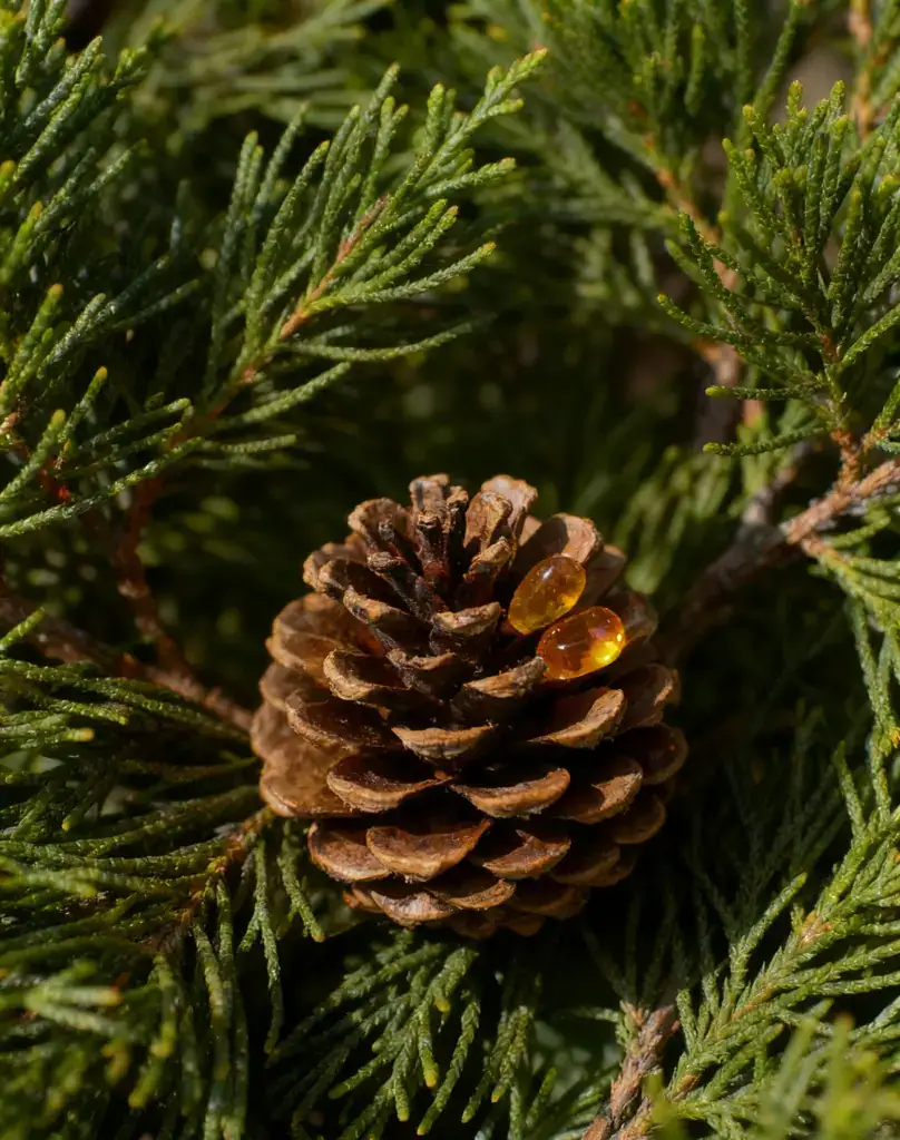 Rich cedar pine cone with amber essential oils on green pine needles for natural fragrance.